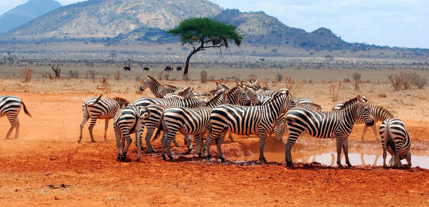 Heard of zebras on the safari