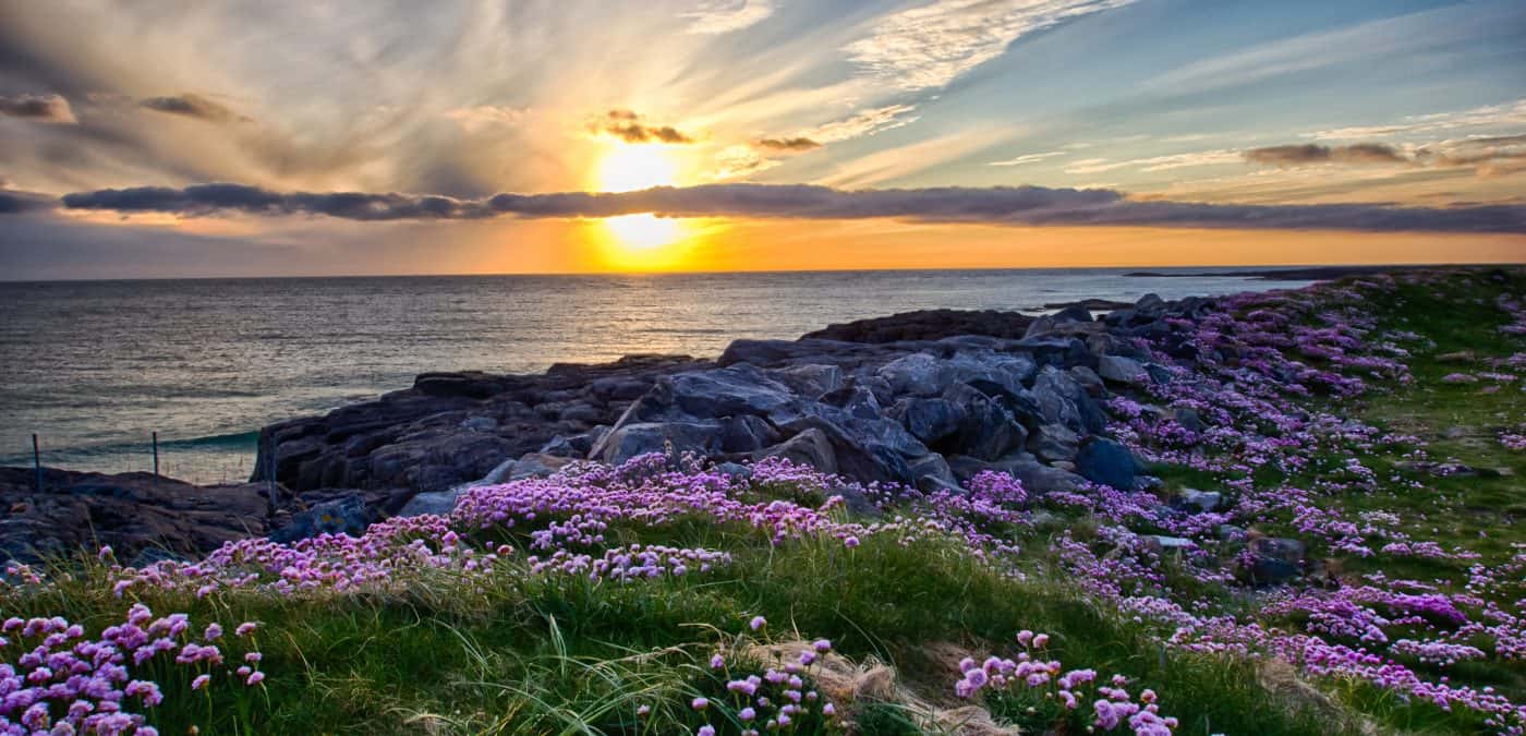 Field of flowers over a cliff by the sea