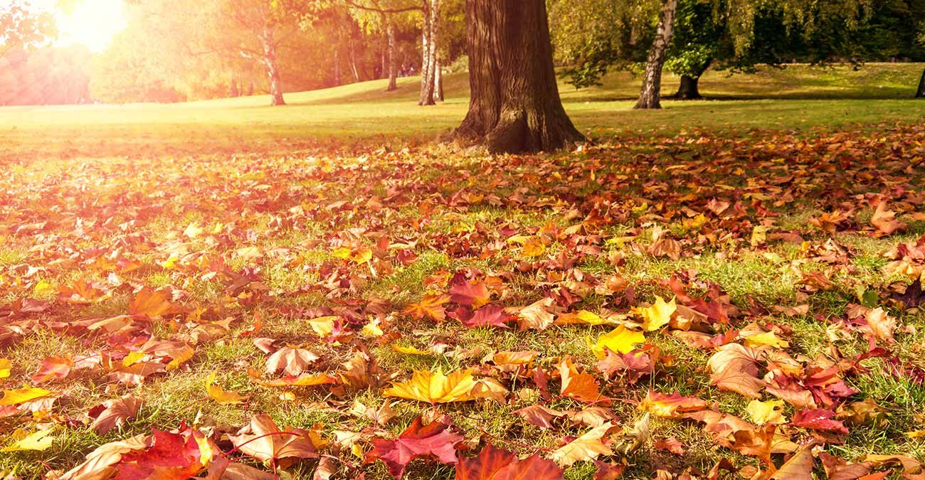 Meadow, maple and sunlight in autumn