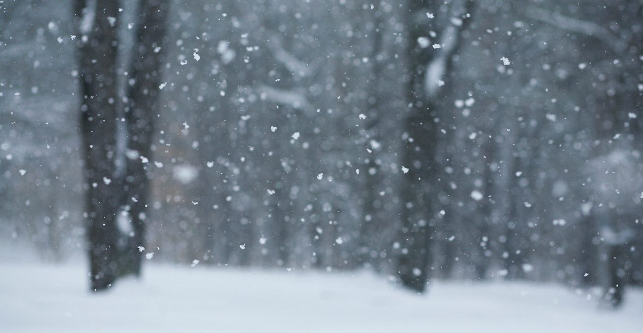 Forest covered with snow