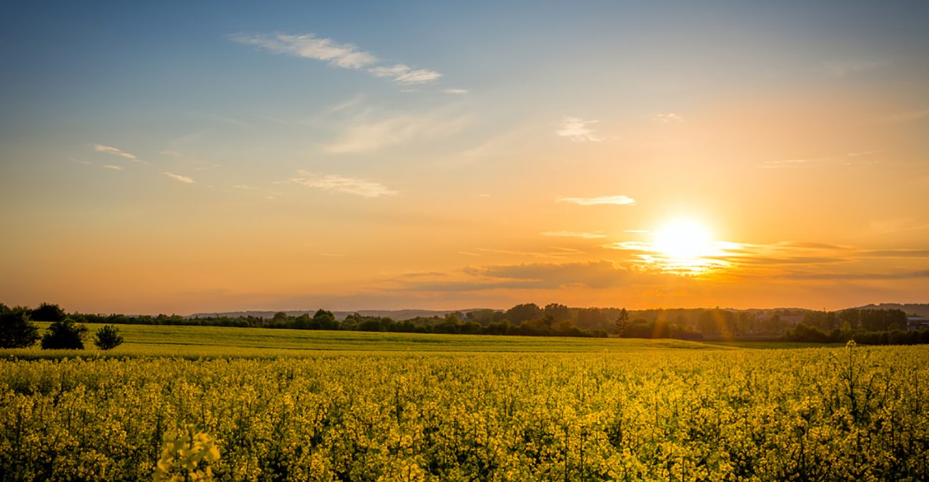 Sunset view of a field of yellow flowers