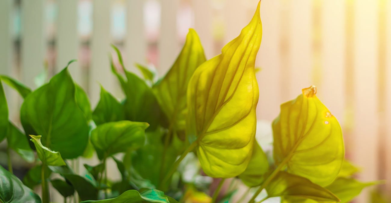 Leaves on a front yard of white picket fence