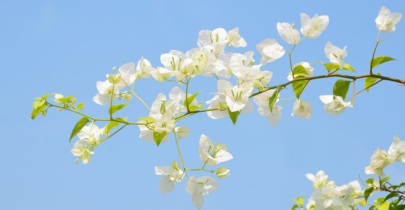 White bougainvillea