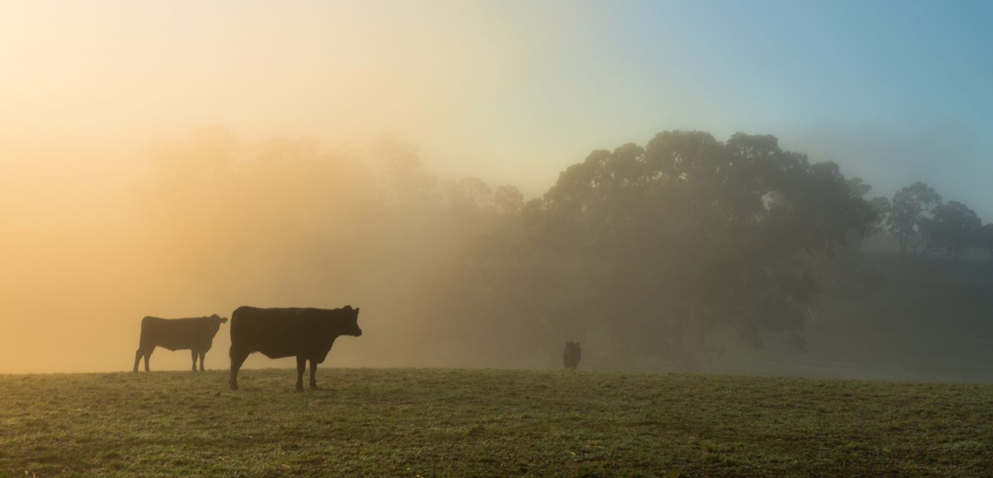 Morning mist on the farm, with cows in silhouette