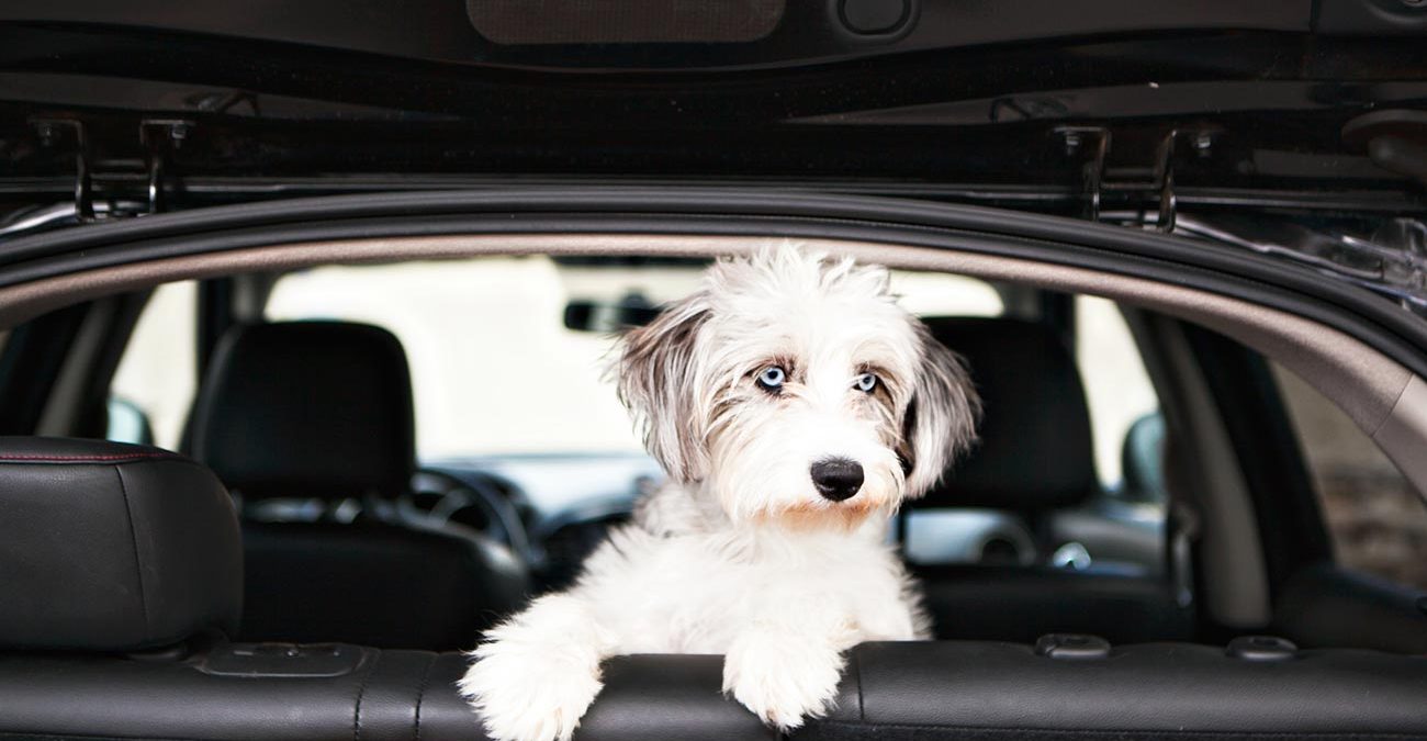 White puppy looking out inside a car