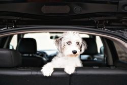 Do you have a dog? Here are 3 financial insights owners already know