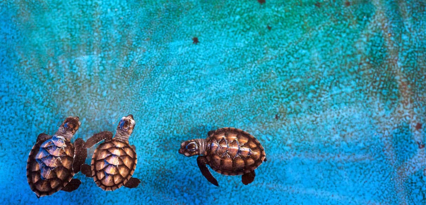 3 beautiful turtles