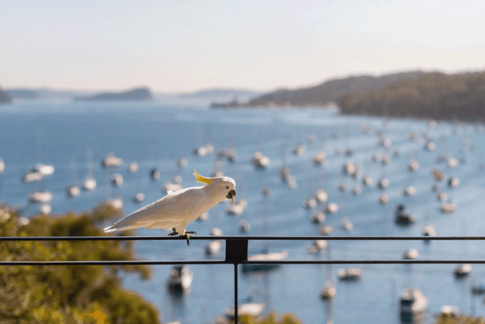 Cockatoo on rail in Sydney