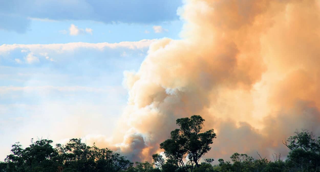 bushfire article main