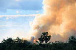 Bushfire Relief: Financial Support & Donating Guide