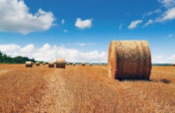 Supporting drought affected farmers with Buy a Bale fundraiser