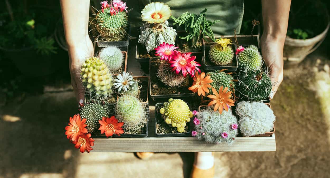 succulents on flower bed