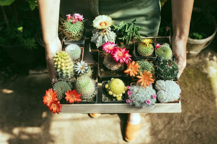 succulents on flower bed