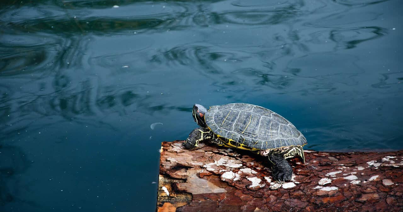 turtle on a log